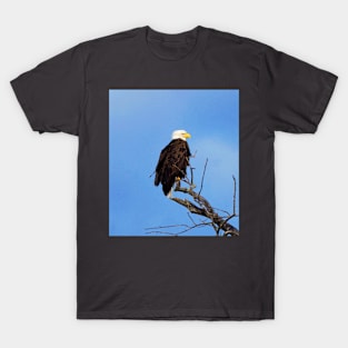 Bald Eagle Perched In a Tree In The Winter T-Shirt